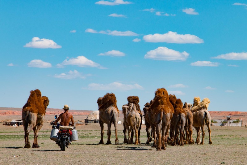  photo Gobi Desert. Herding camels. untitled-993_zpsckk8jaxm.jpg